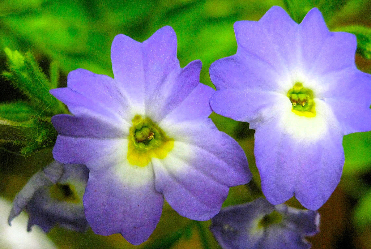 50 semillas de flor de amatista americana BROWALLIA, arbusto de flores violeta, azul y púrpura