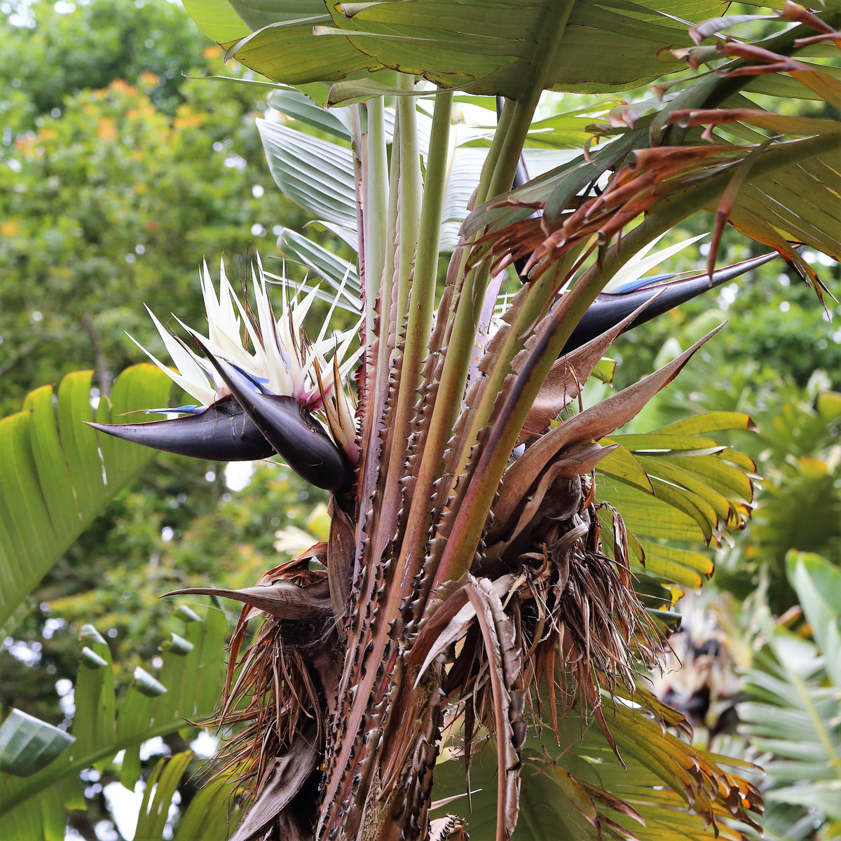 5 semillas de AVE DEL PARAÍSO GIGANTE, árbol Strelitzia Nicolai, plátano silvestre, grulla blanca, flor azul púrpura, planta de interior