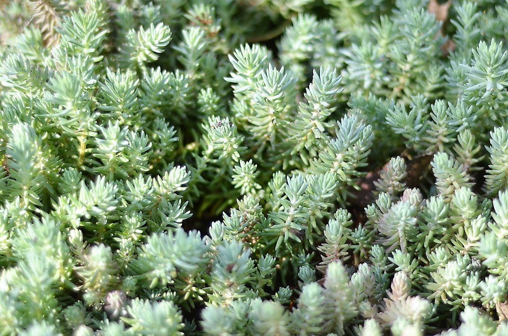 50 semillas de abedul azul, sedum, reflexum, suculenta, sativa de Jenny, musgo dorado, flores amarillas