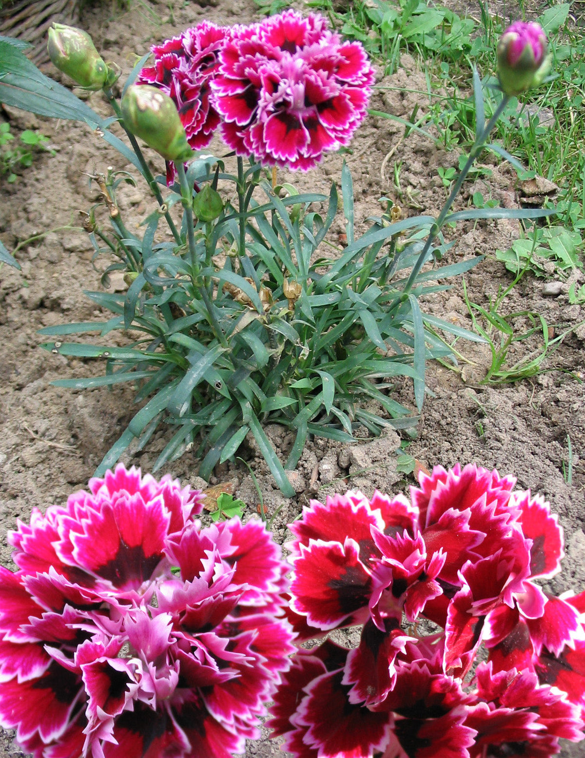 50 PICOTEE MIX CARNATION Dianthus Caryophyllus Double Bicolor Striped Flower Seeds