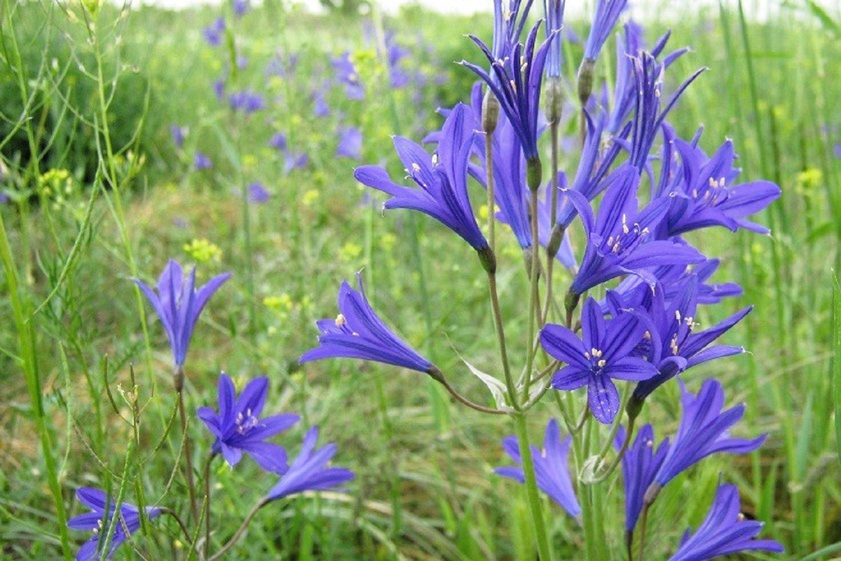 10 semillas de flores de lirio azul siberiano, montaña Ixia Altai Ixiolirion Tataricum