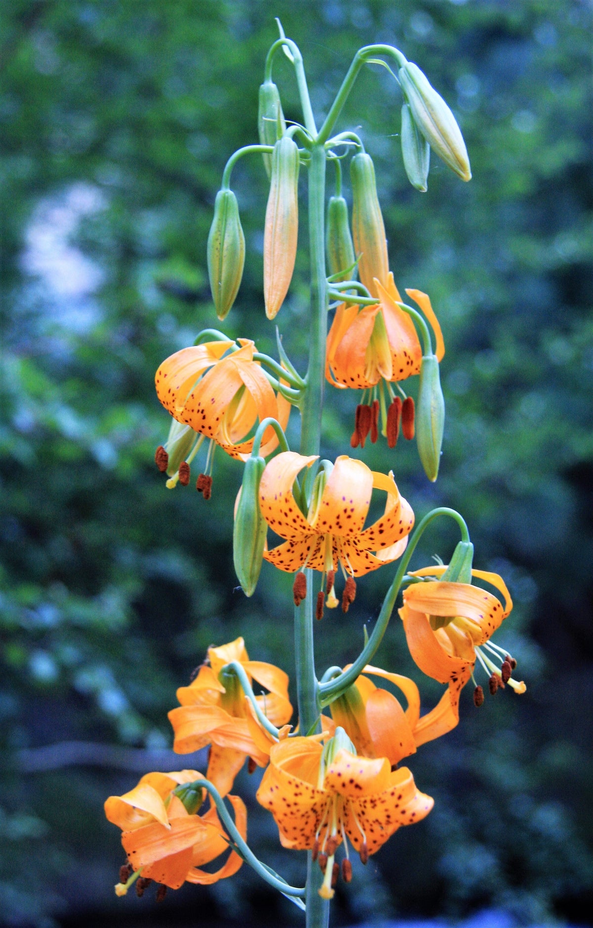 20 semillas de lirio de tigre colombiano (Lilium columbiano, sin. canadense, parviflorum, naranja, granate, moteado)