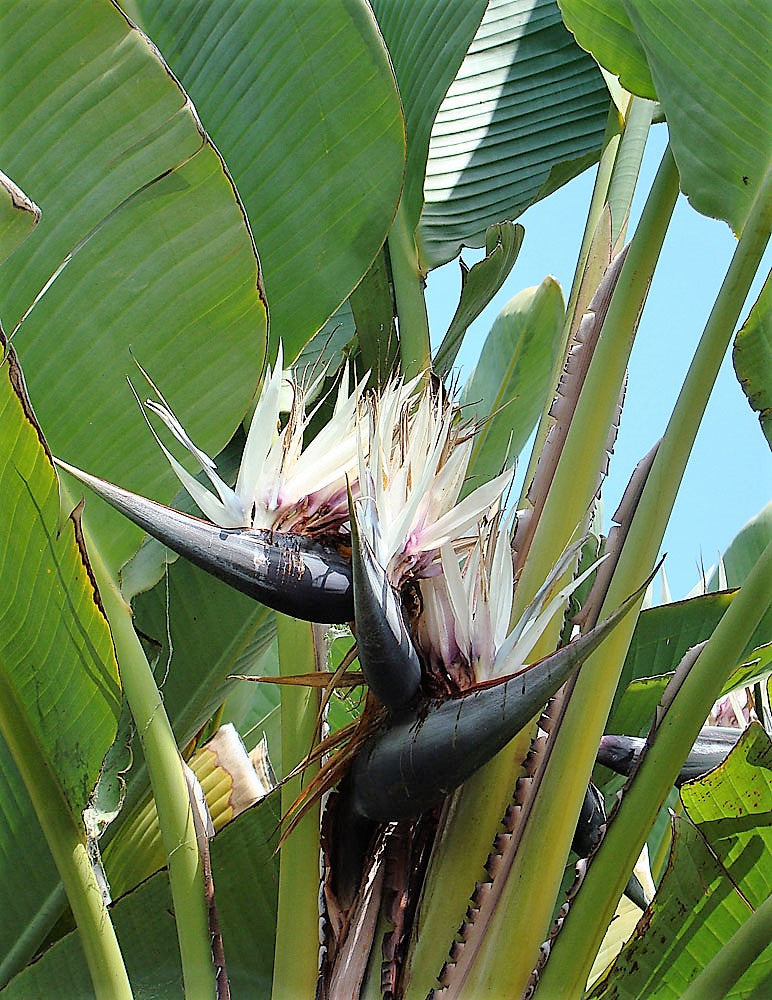 5 semillas de AVE DEL PARAÍSO GIGANTE, árbol Strelitzia Nicolai, plátano silvestre, grulla blanca, flor azul púrpura, planta de interior