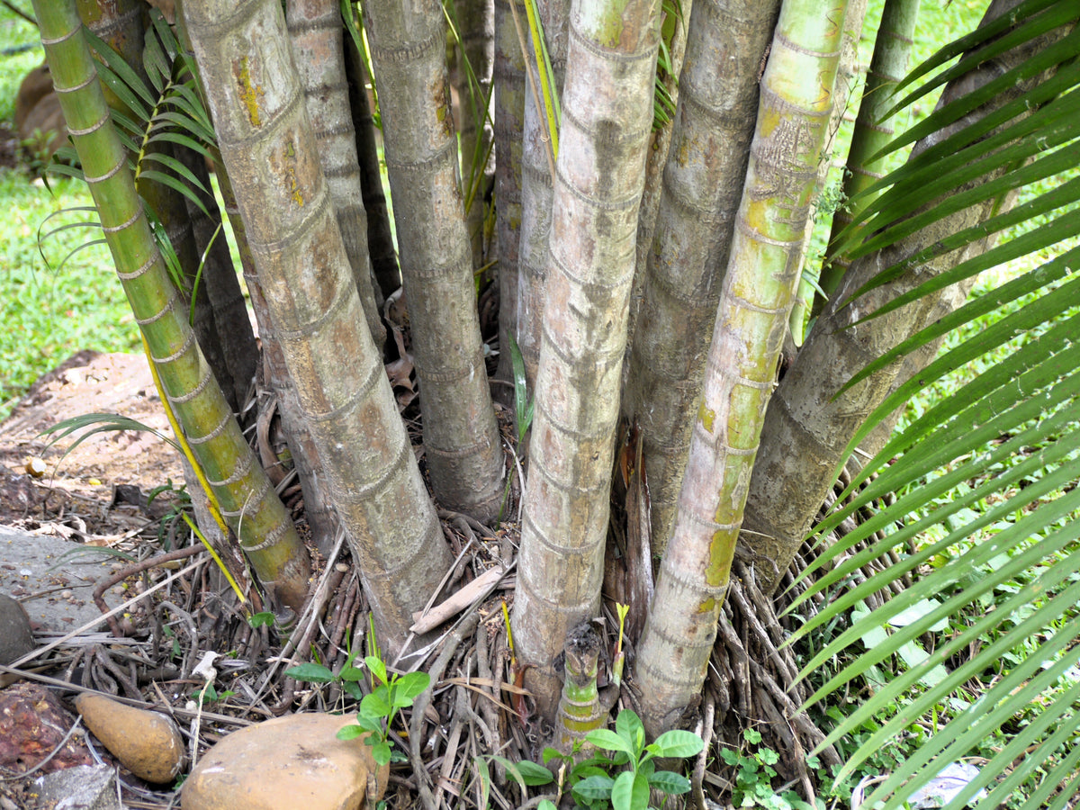 5 semillas de palma de bambú Chamaedorea Seifrizii, palmera de caña o de salón, planta de interior para sombra.