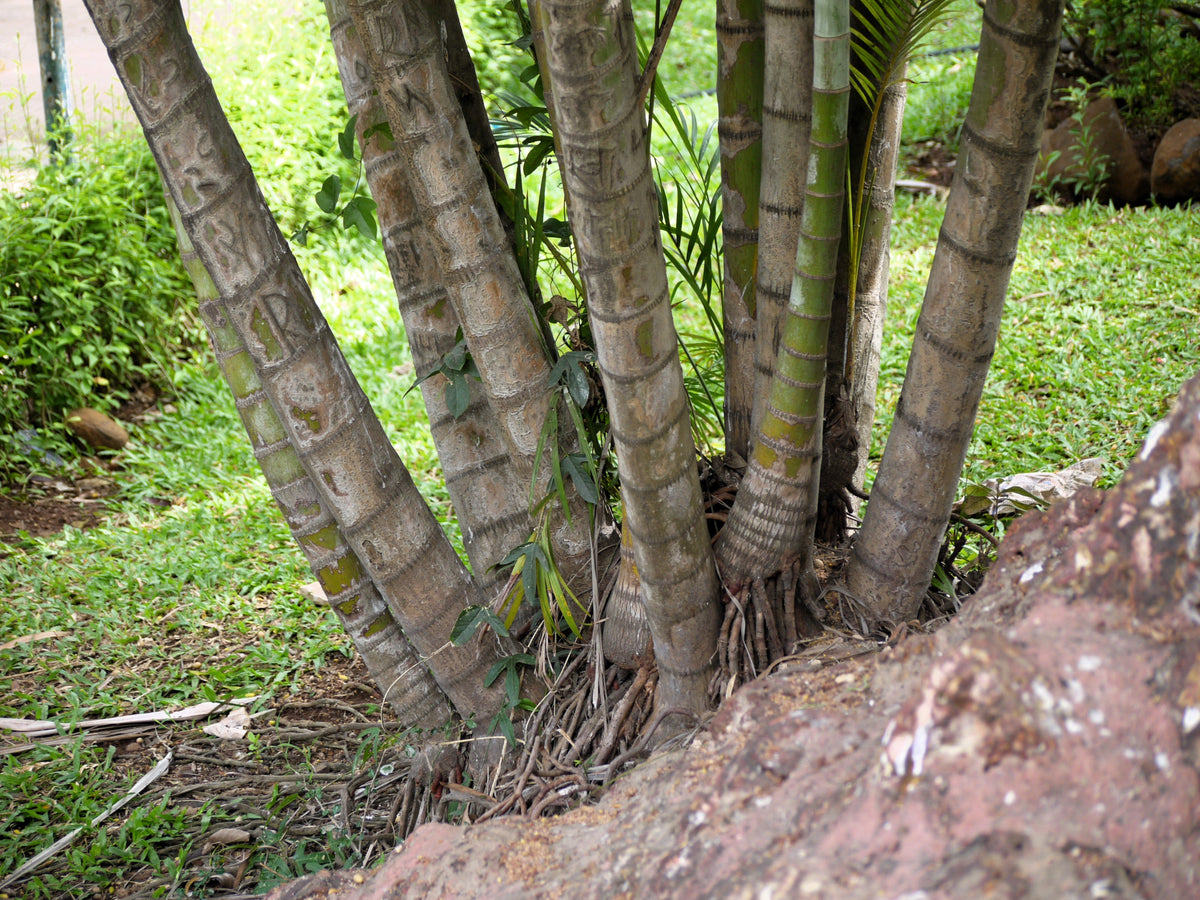 5 semillas de palma de bambú Chamaedorea Seifrizii, palmera de caña o de salón, planta de interior para sombra.