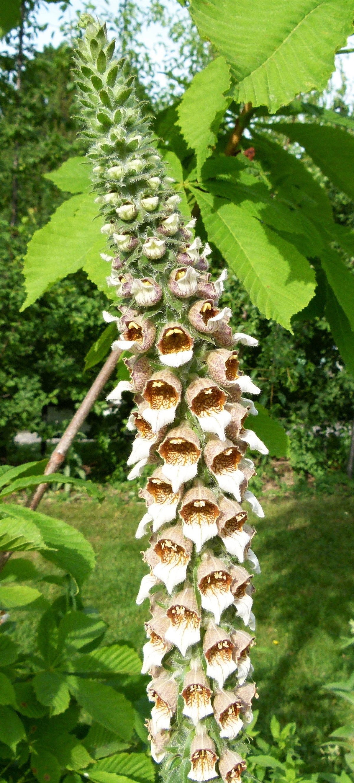 200 semillas de flores de la dedalera griega Wooly Digitalis Lanata Hummingbird White Yellow Purple Brown