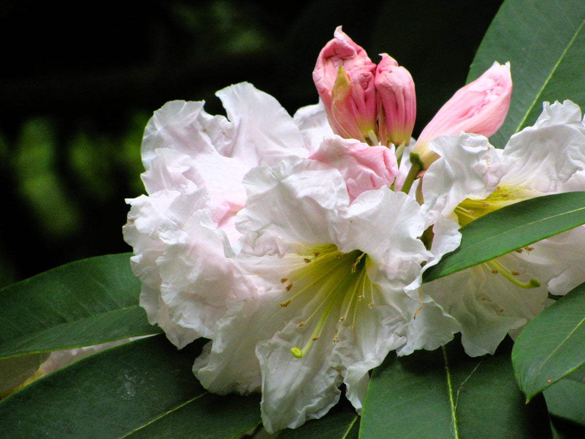 50 semillas de rododendro Fortunei, arbusto rosa, malva y blanco.