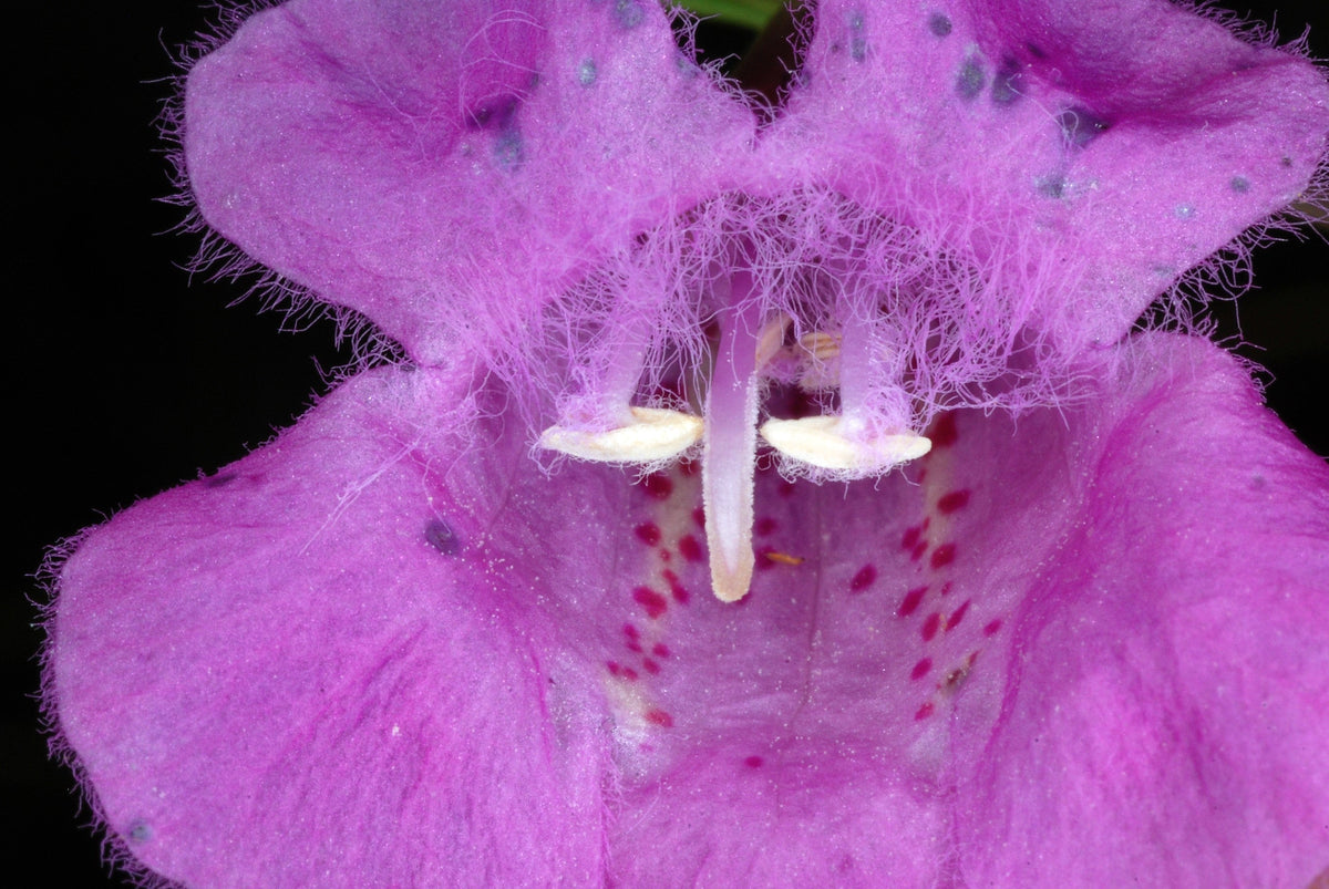 100 semillas de flores de rosa dedalera morada falsa Gerardia Wetland Agalinis Purpurea