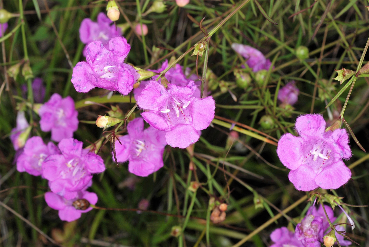 100 semillas de flores de rosa dedalera morada falsa Gerardia Wetland Agalinis Purpurea