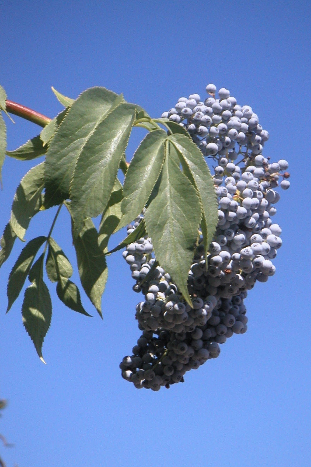 50 BLUE ELDERBERRY Sambucus Cerulea Arizona Blue Elder Tree Shrub Fruit Berry Seeds