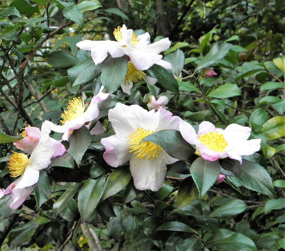 5 PLANTAS DE TÉ Té negro y verde para beber Camellia Sinensis Árbol perenne Arbusto Flor Semillas