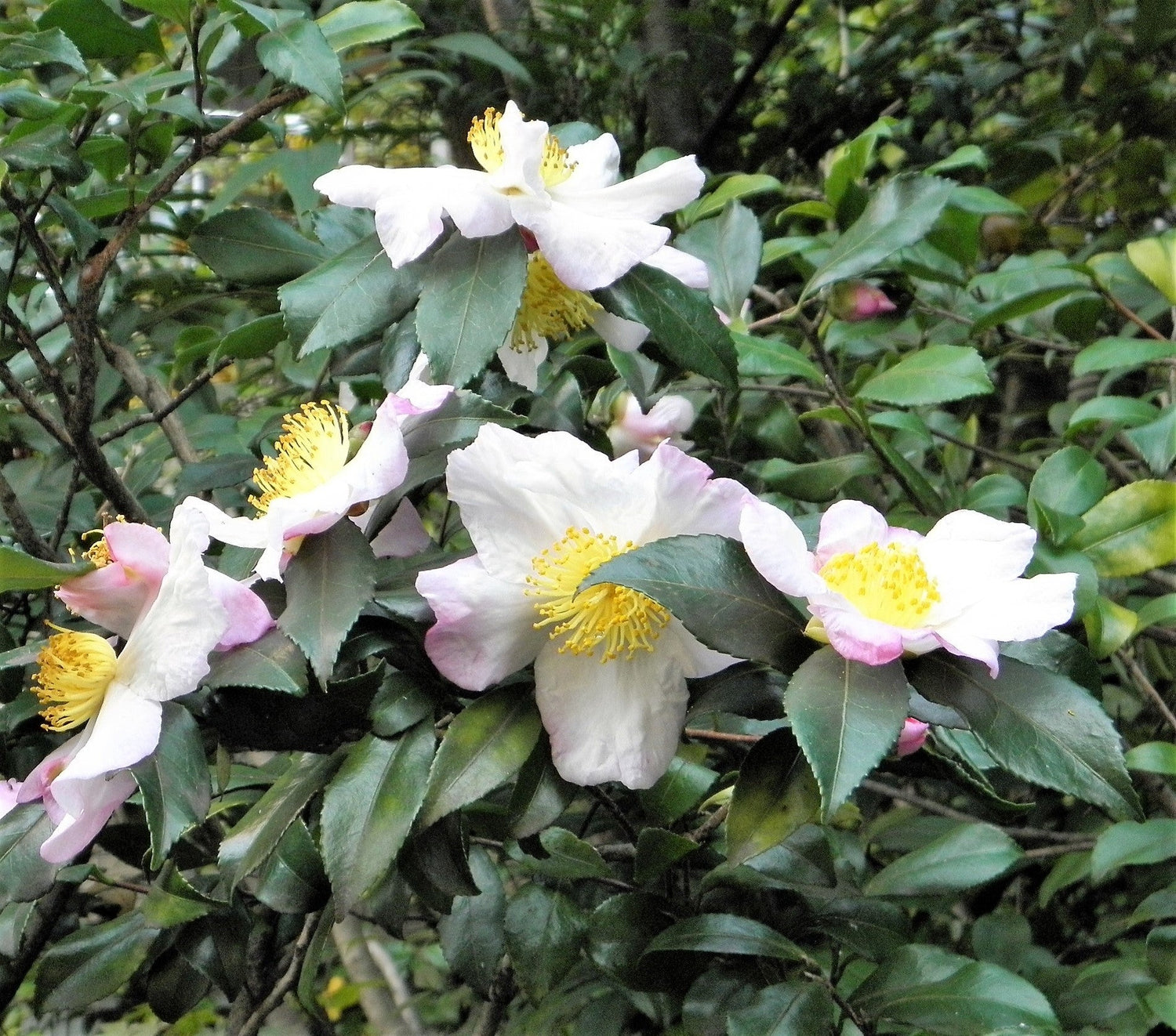 1 Lb Bulk TEA PLANT Black & Green Drinking Tea Camellia Sinensis Tree Shrub Herb Flower - Approx 385 Seeds