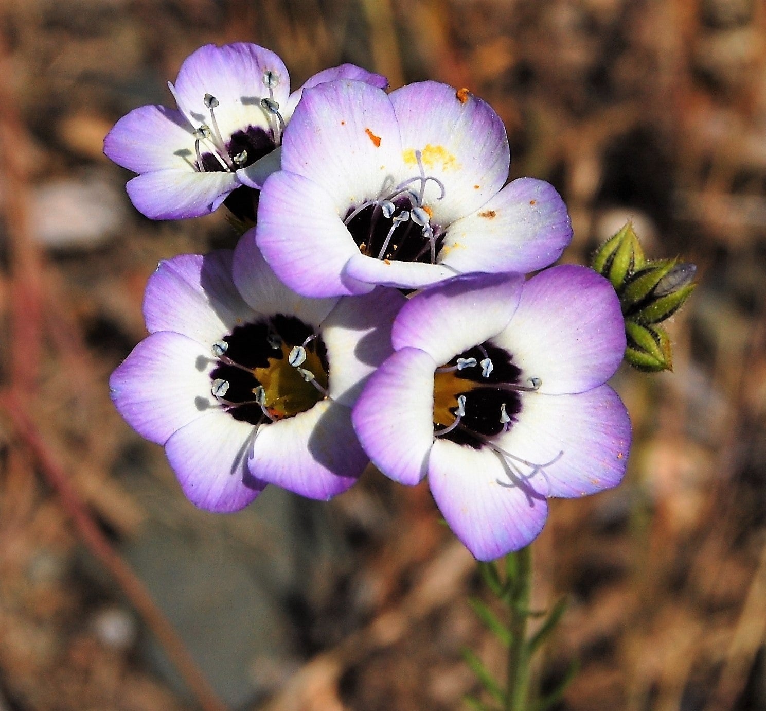 1000 BIRDS EYES Gilia Tricolor Lavender White Native Fragrant Hummingbird Flower Seeds