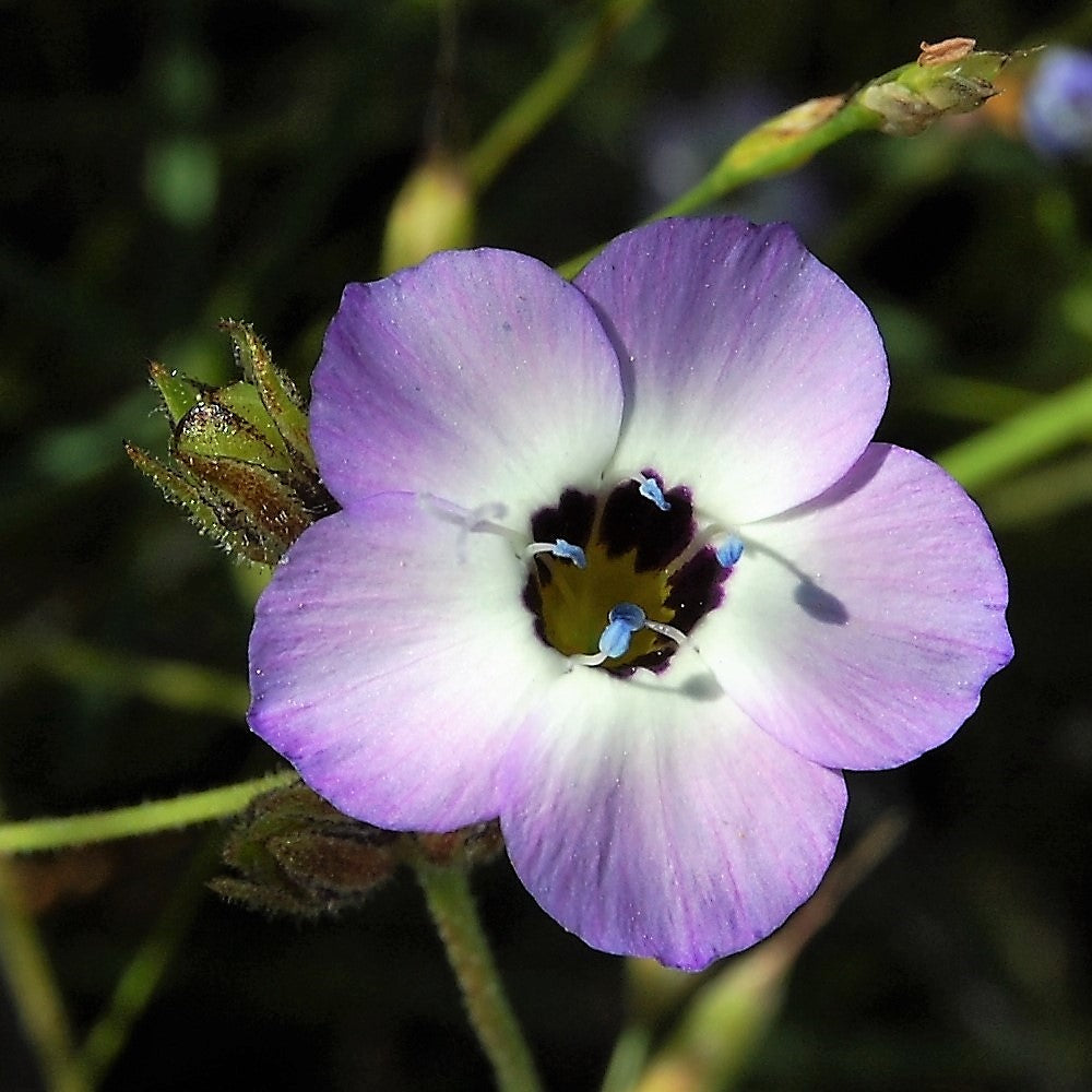 1000 semillas de flor de colibrí nativa fragante de lavanda blanca Gilia tricolor BIRDS EYES