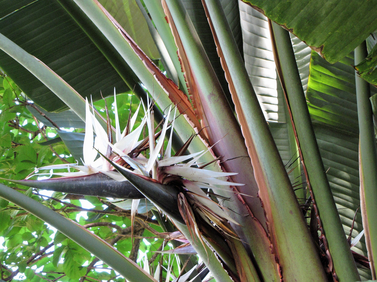 5 semillas de AVE DEL PARAÍSO GIGANTE, árbol Strelitzia Nicolai, plátano silvestre, grulla blanca, flor azul púrpura, planta de interior