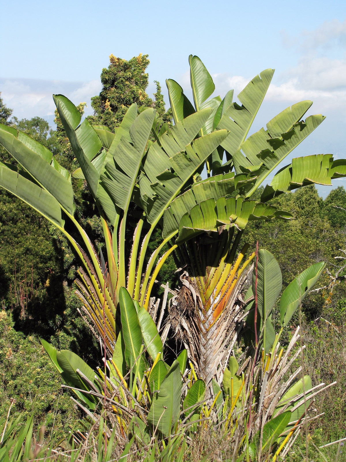 5 semillas de AVE DEL PARAÍSO GIGANTE, árbol Strelitzia Nicolai, plátano silvestre, grulla blanca, flor azul púrpura, planta de interior