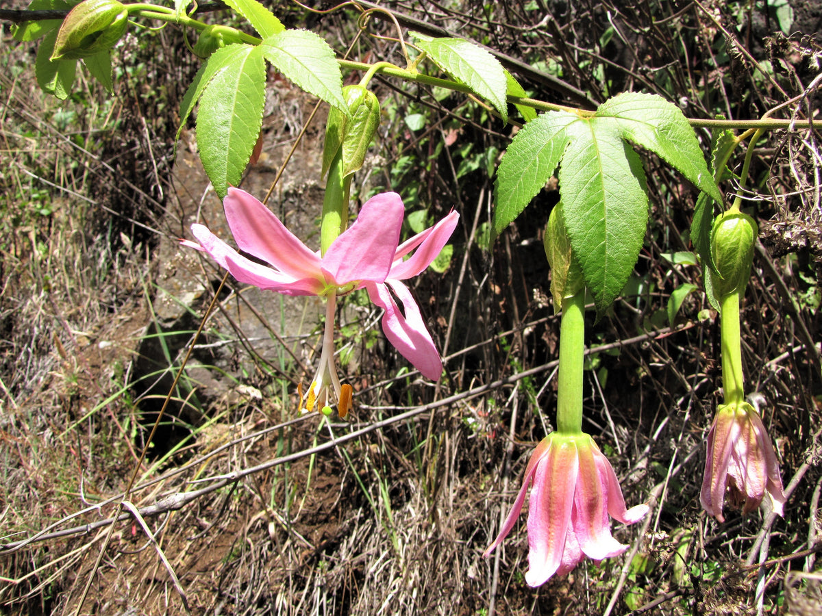 10 PLÁTANO MARACUYÁ Flor de la pasión rosa Passiflora Mollissima Piel amarilla Pulpa anaranjada Semillas de vid