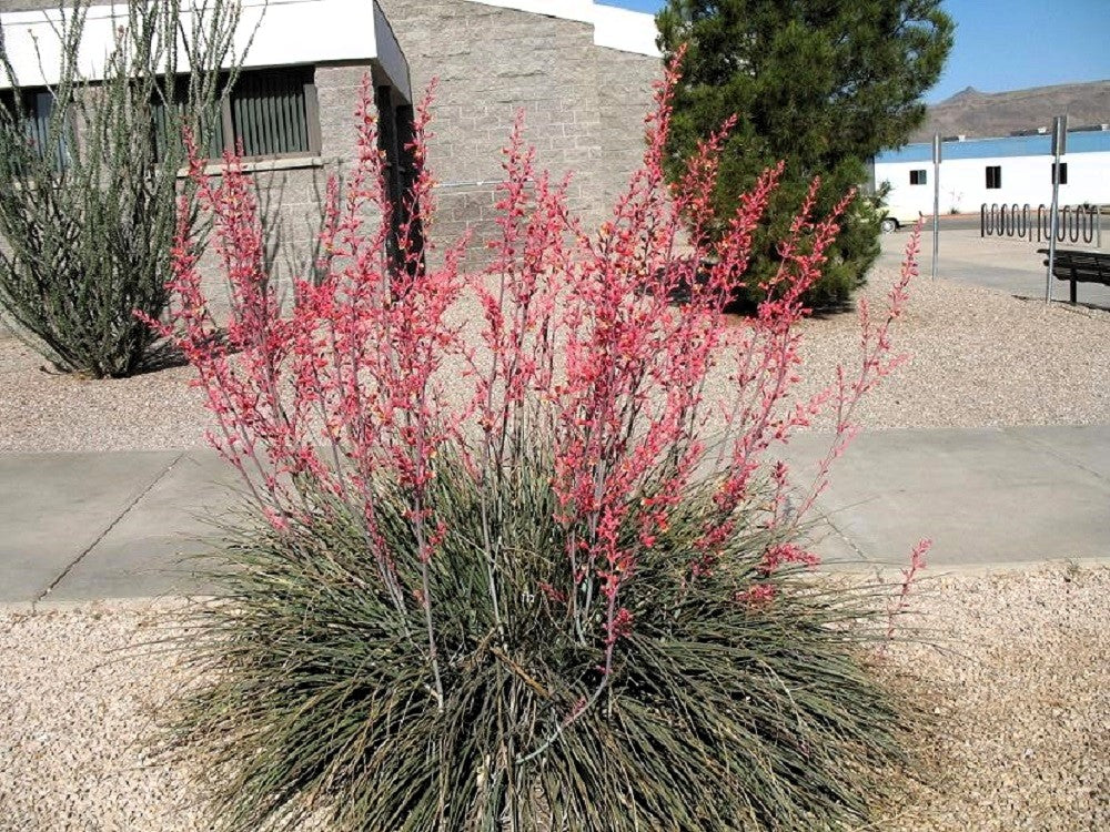 25 semillas de YUCA ROJA Hesperaloe Parviflora, también conocida como yuca colibrí, coral y yuca de Texas
