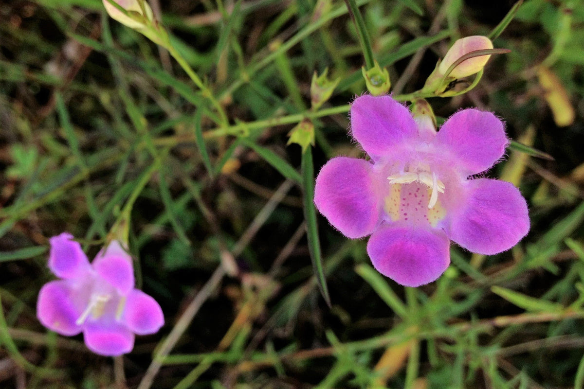 100 semillas de flores de rosa dedalera morada falsa Gerardia Wetland Agalinis Purpurea