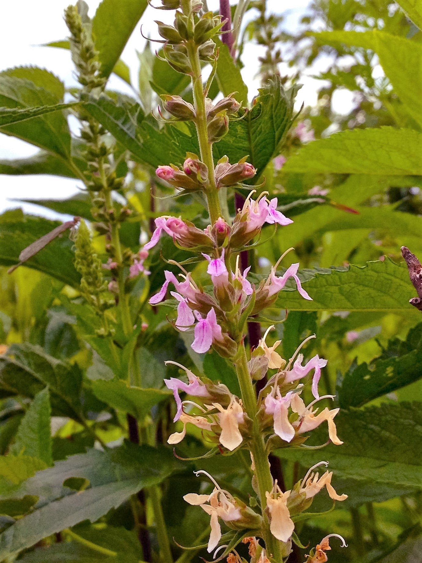 100 semillas de flores de hierba de salvia americana (Teucrium canadense)