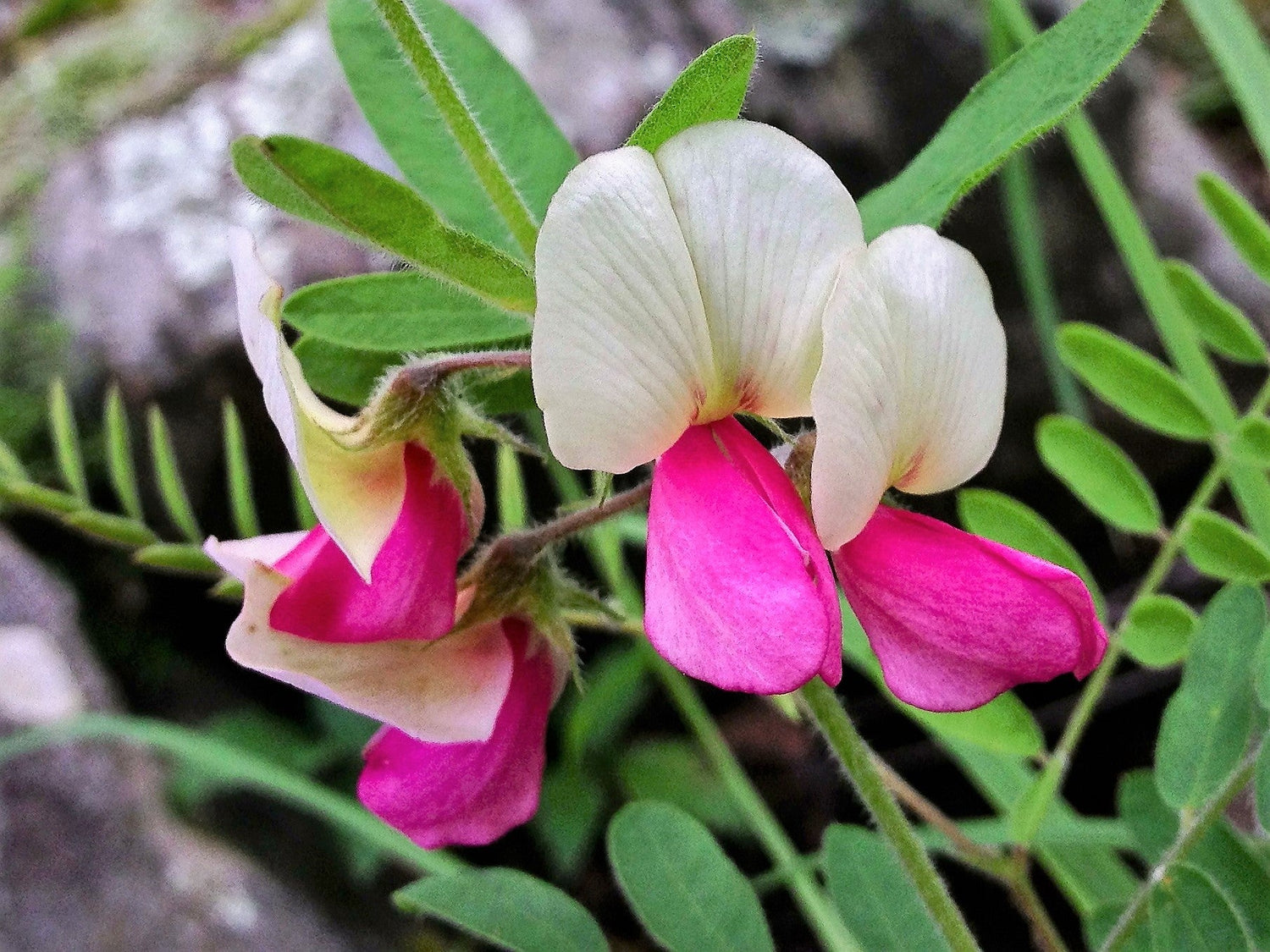30 GOAT'S RUE Tephrosia Virginiana Cracca Flower Grass Legume Ground Cover Seeds