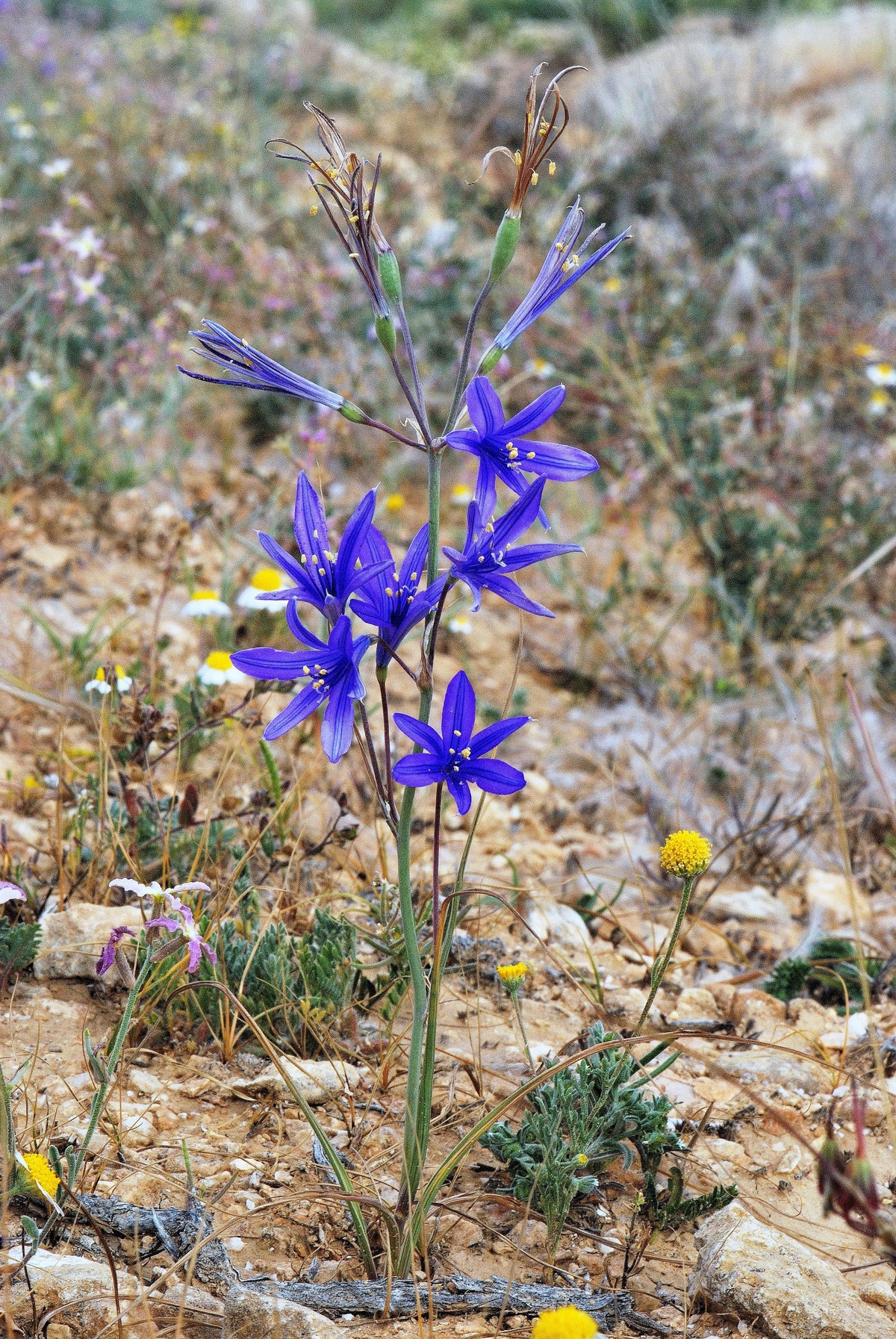 10 semillas de flores de lirio azul siberiano, montaña Ixia Altai Ixiolirion Tataricum
