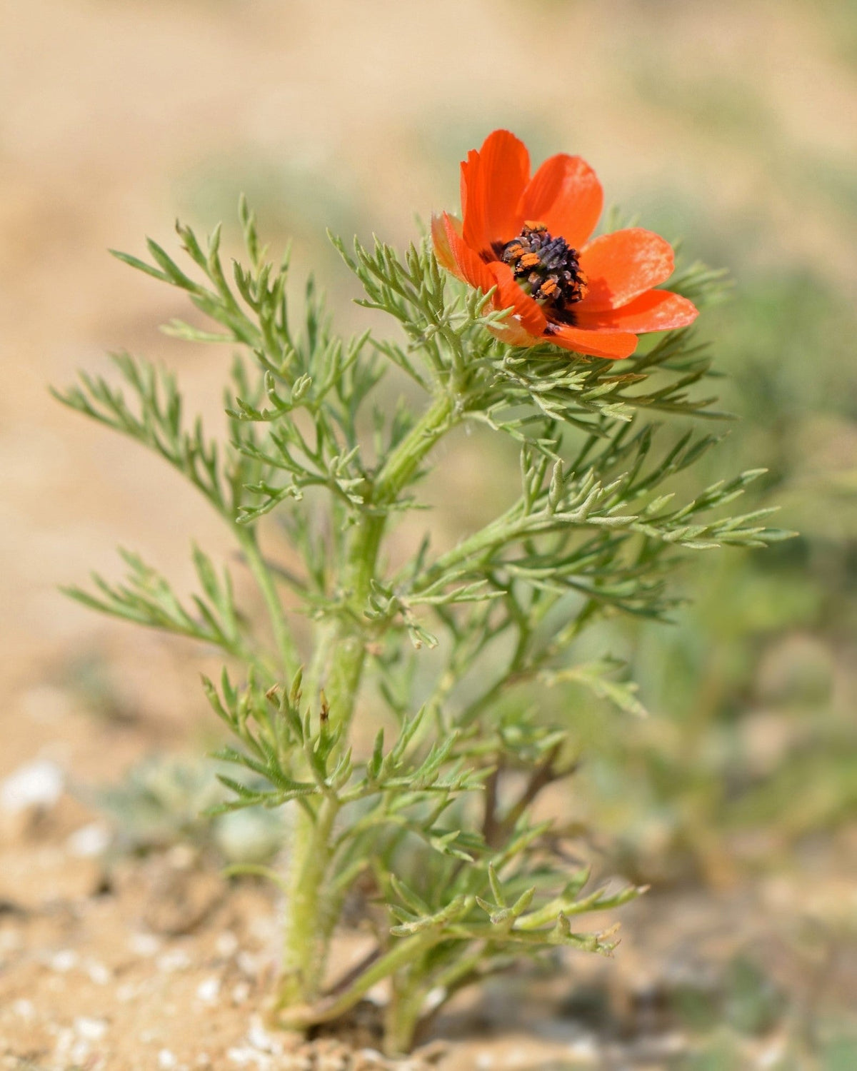 10 semillas de Adonis Aestivalis, flores rojas y negras, ojo de faisán de Adonis