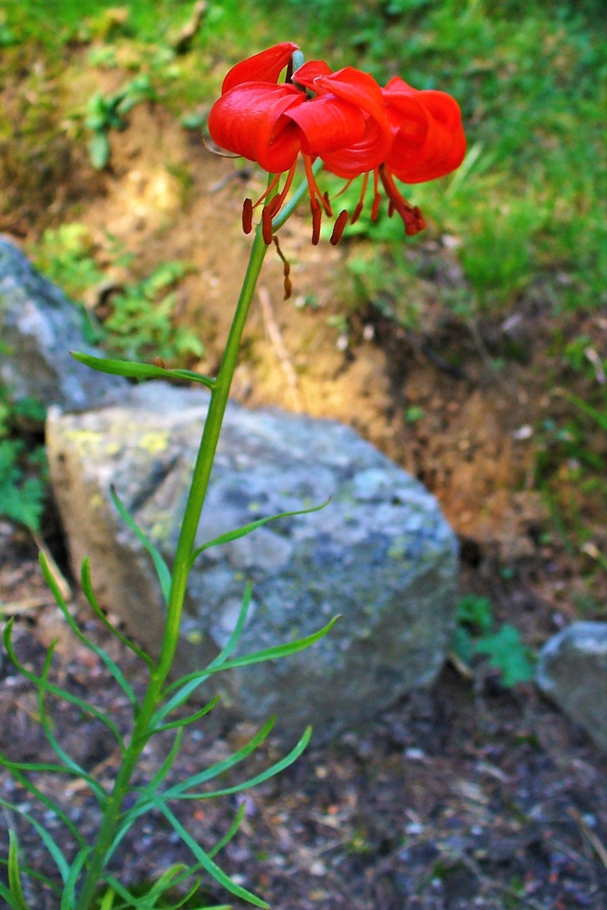 10 semillas de lirio coral (Lilium pumilum, capuchón turco siberiano), flor fragante de color rojo coral