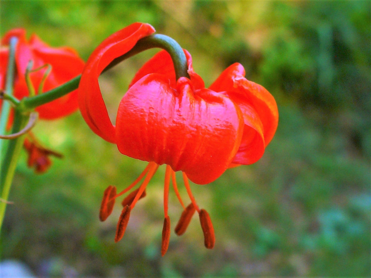 10 semillas de lirio coral (Lilium pumilum, capuchón turco siberiano), flor fragante de color rojo coral