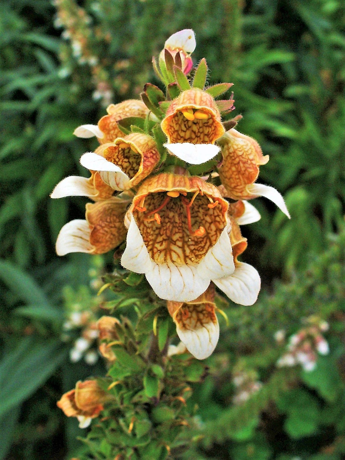 200 semillas de flores de la dedalera griega Wooly Digitalis Lanata Hummingbird White Yellow Purple Brown