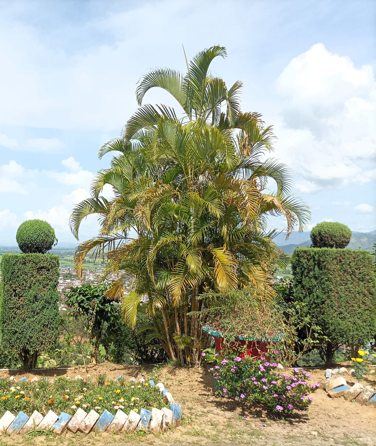 5 semillas de palma de bambú Chamaedorea Seifrizii, palmera de caña o de salón, planta de interior para sombra.