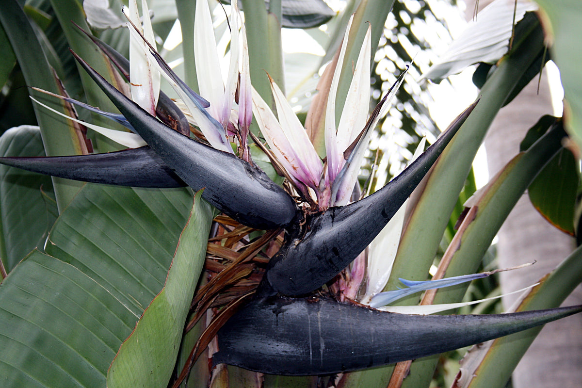 5 semillas de AVE DEL PARAÍSO GIGANTE, árbol Strelitzia Nicolai, plátano silvestre, grulla blanca, flor azul púrpura, planta de interior