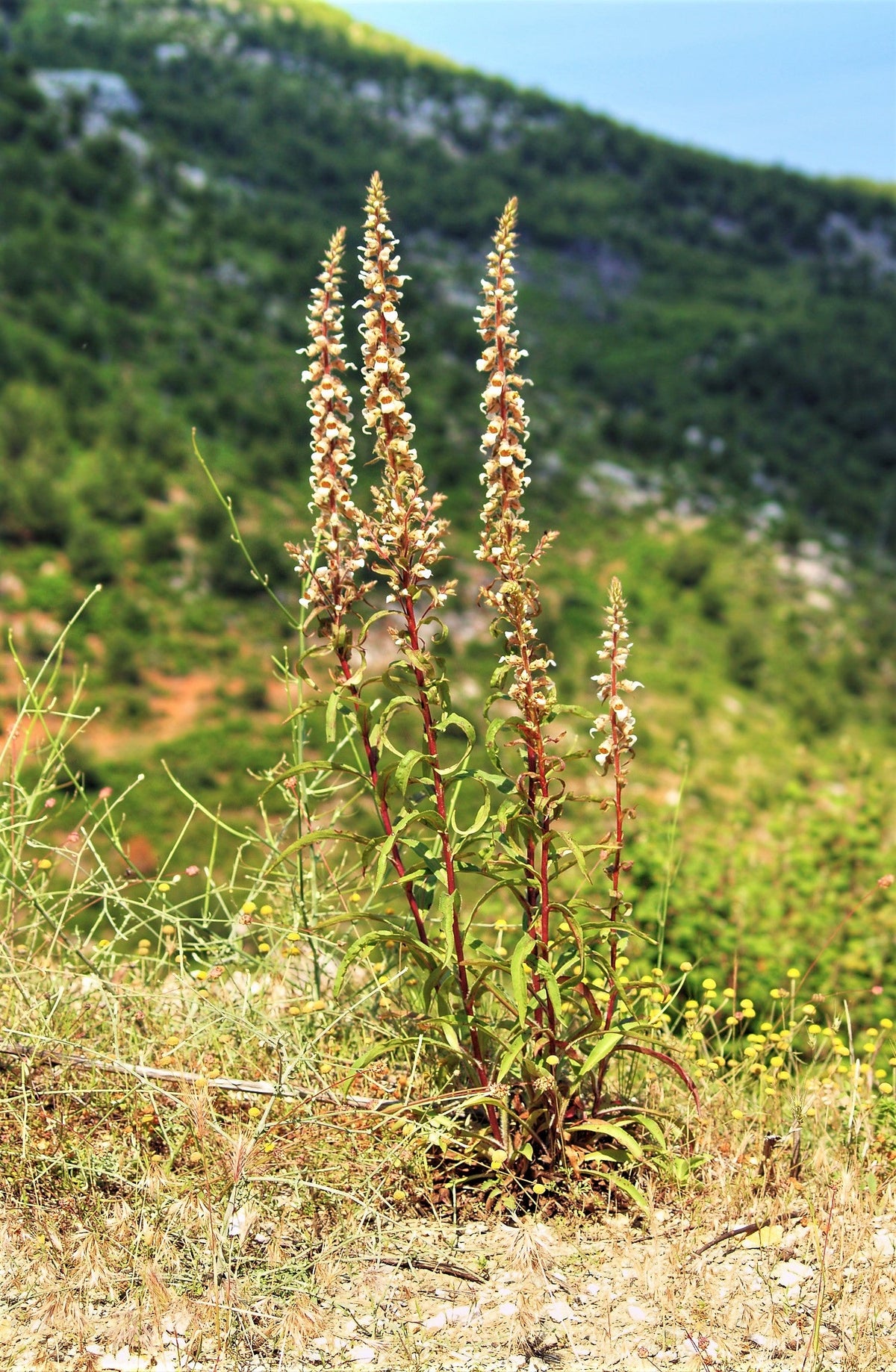200 semillas de flores de la dedalera griega Wooly Digitalis Lanata Hummingbird White Yellow Purple Brown
