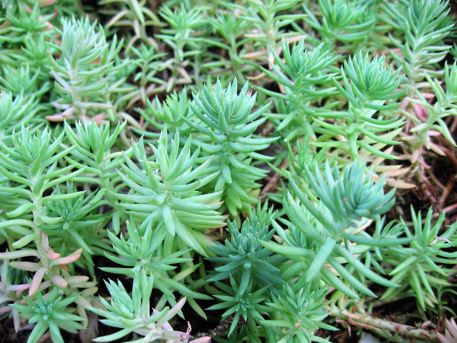 50 semillas de abedul azul, sedum, reflexum, suculenta, sativa de Jenny, musgo dorado, flores amarillas