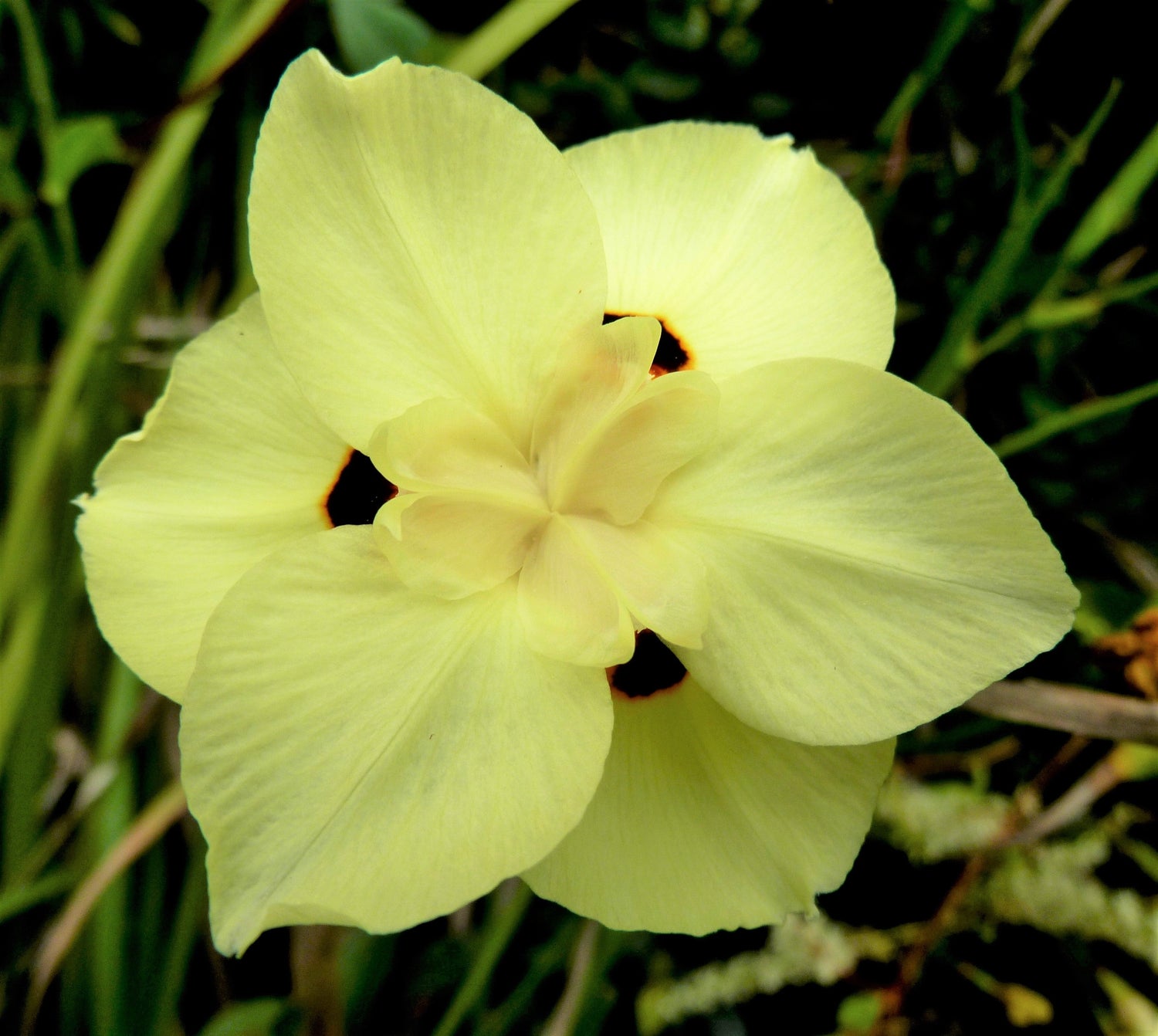 20 semillas de flores de iris africano amarillo, lirio quincenal, lirio bicolor, mariposa, iris pavo real español