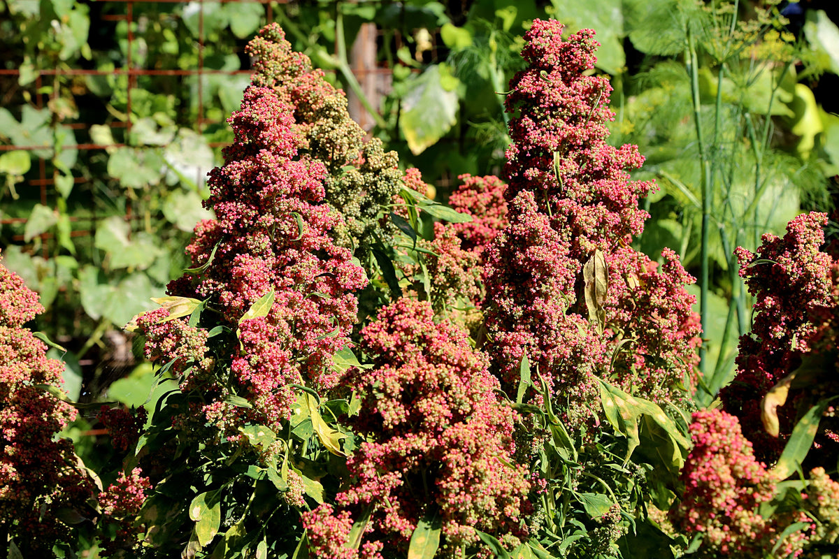 100 semillas orgánicas de quinoa con cacao y cereza, Chenopodium quinoa roja y marrón