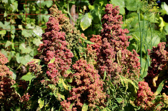 100 semillas orgánicas de quinoa con cacao y cereza, Chenopodium quinoa roja y marrón