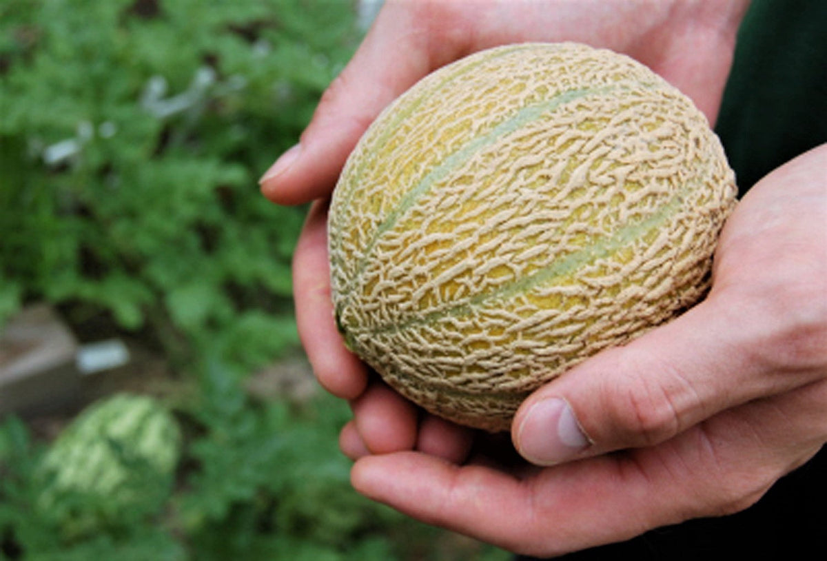 100 semillas de melón cantalupo enano de Minnesota (Cucumis melo reticulatus)