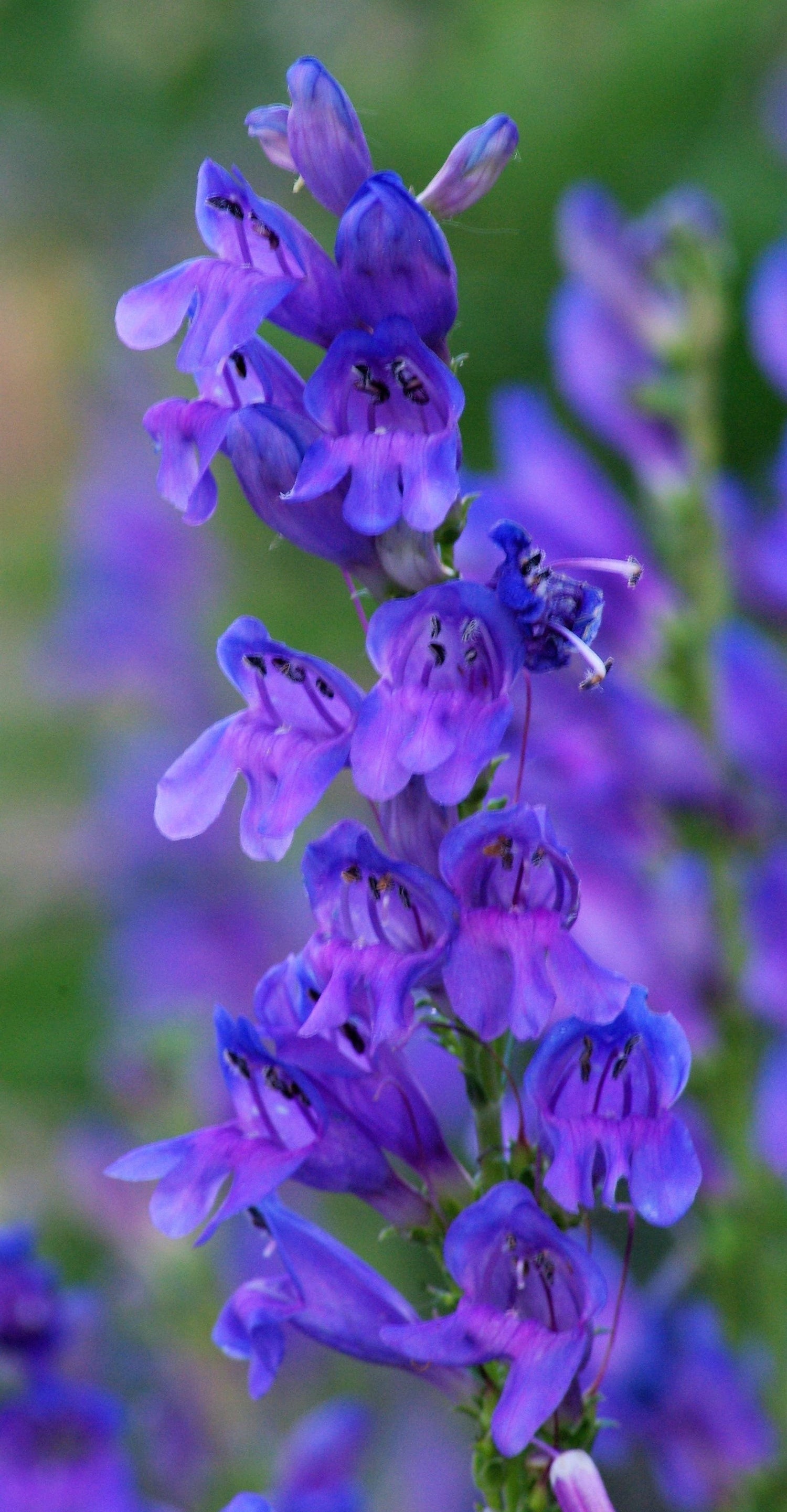 300 semillas de flores de Penstemon strictus de las Montañas Rocosas azules