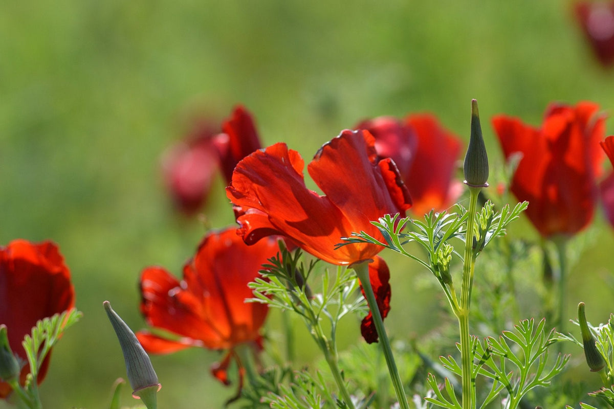 100 semillas de amapola roja de California (Eschscholzia californica)