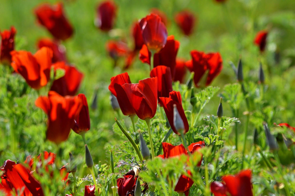 100 semillas de amapola roja de California (Eschscholzia californica)