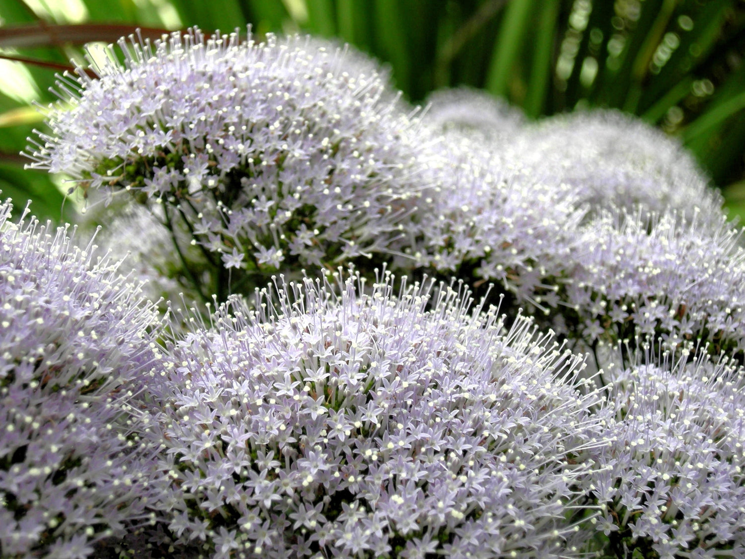 25 semillas de flores de Trachelium caeruleum (hierba de garganta blanca)