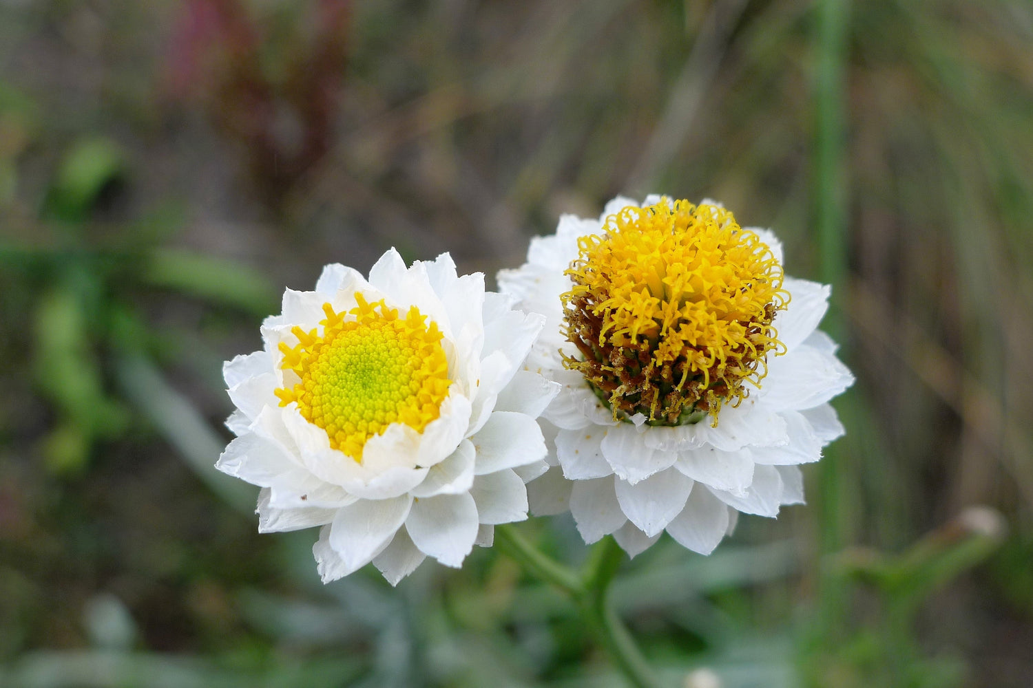 250 semillas de flor de Ammobium Alatum de alas blancas