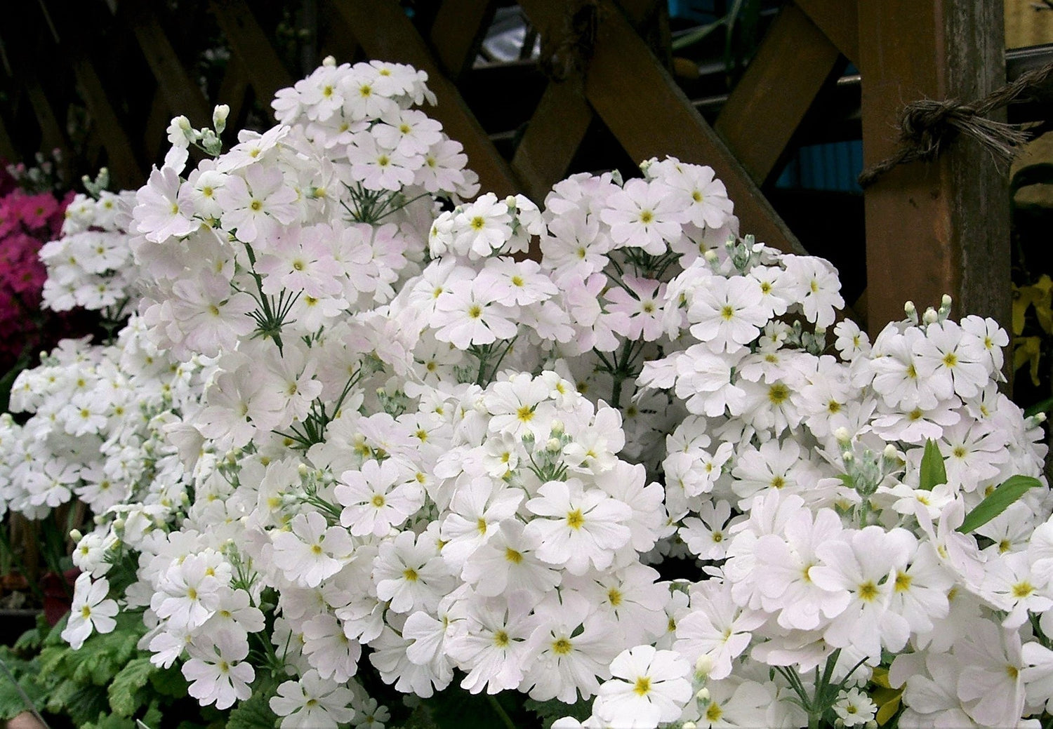 100 semillas de prímula blanca (Primula Malacoides), planta de interior de sombra.