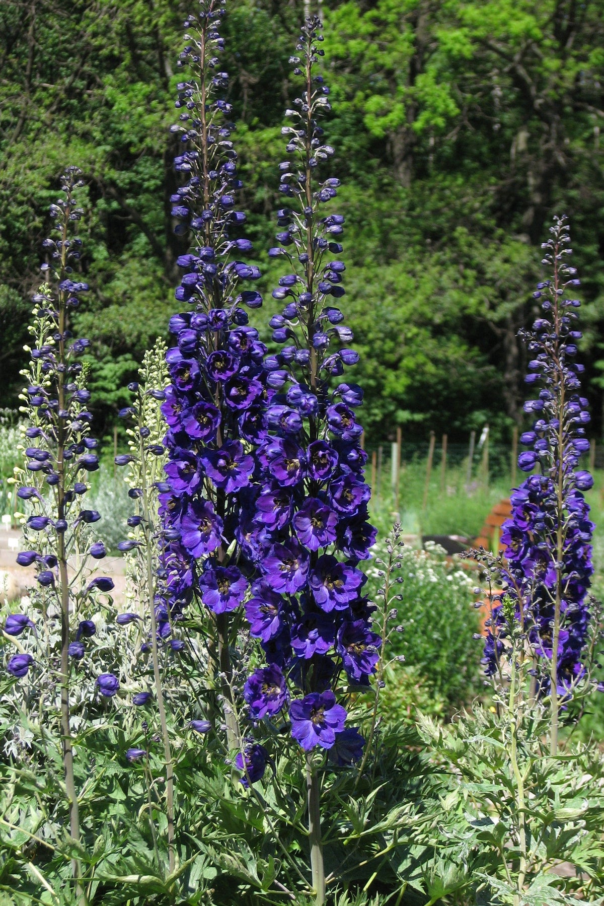 50 BLACK KNIGHT DELPHINIUM Elatum Cultorum Pacific Giant Larkspur Perennial Flower Seeds