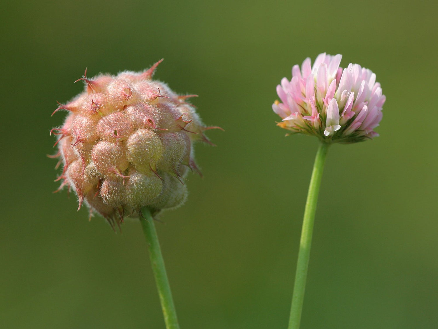 300 semillas de TRÉBOL DE CABEZA DE FRESA (Trifolium fragiferum de Palestina) de flores rosas