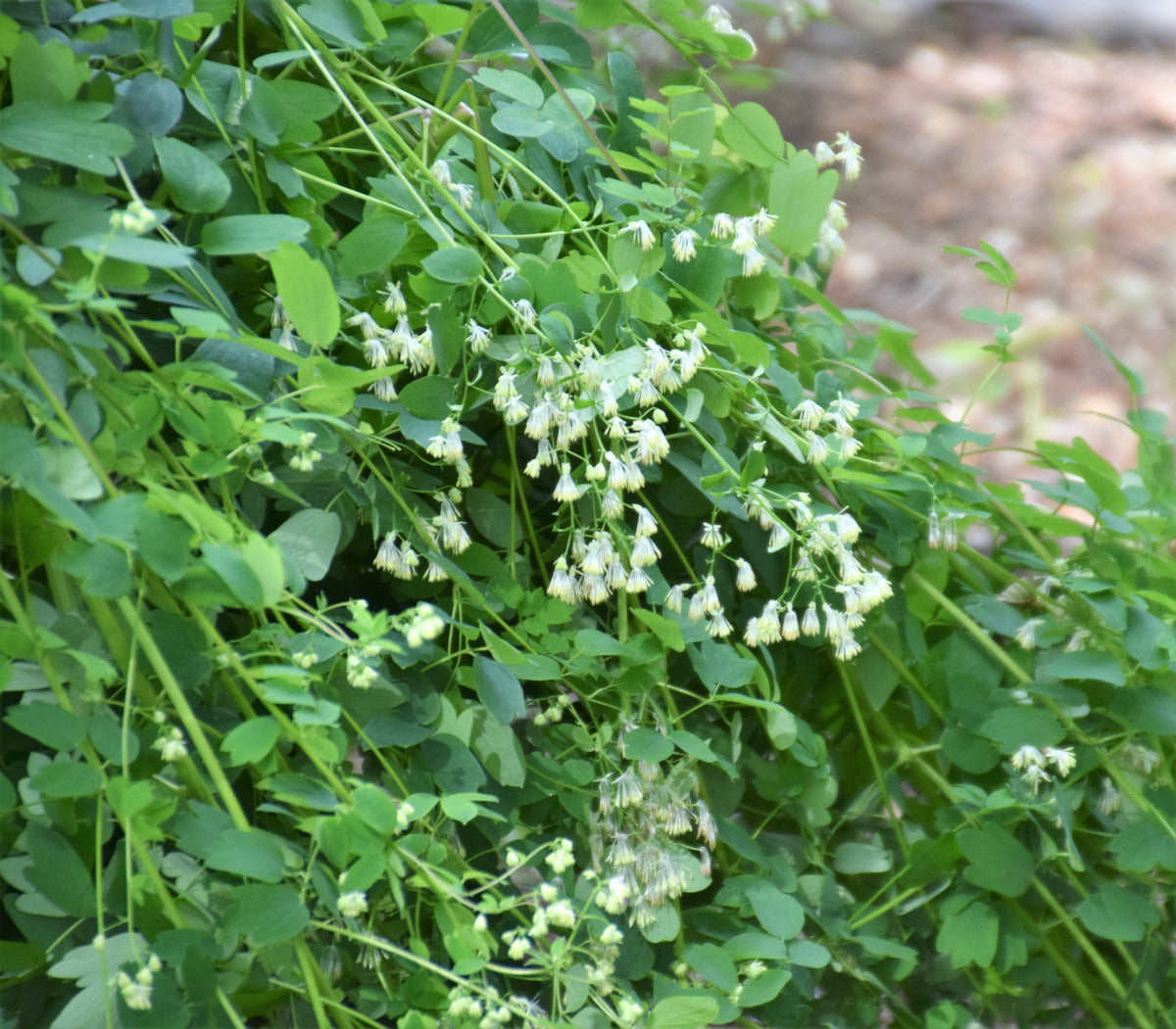50 semillas de hierba de flor blanca y amarilla Thalictrum Dasycarpum de RUDA DE PRADO PÚRPURA