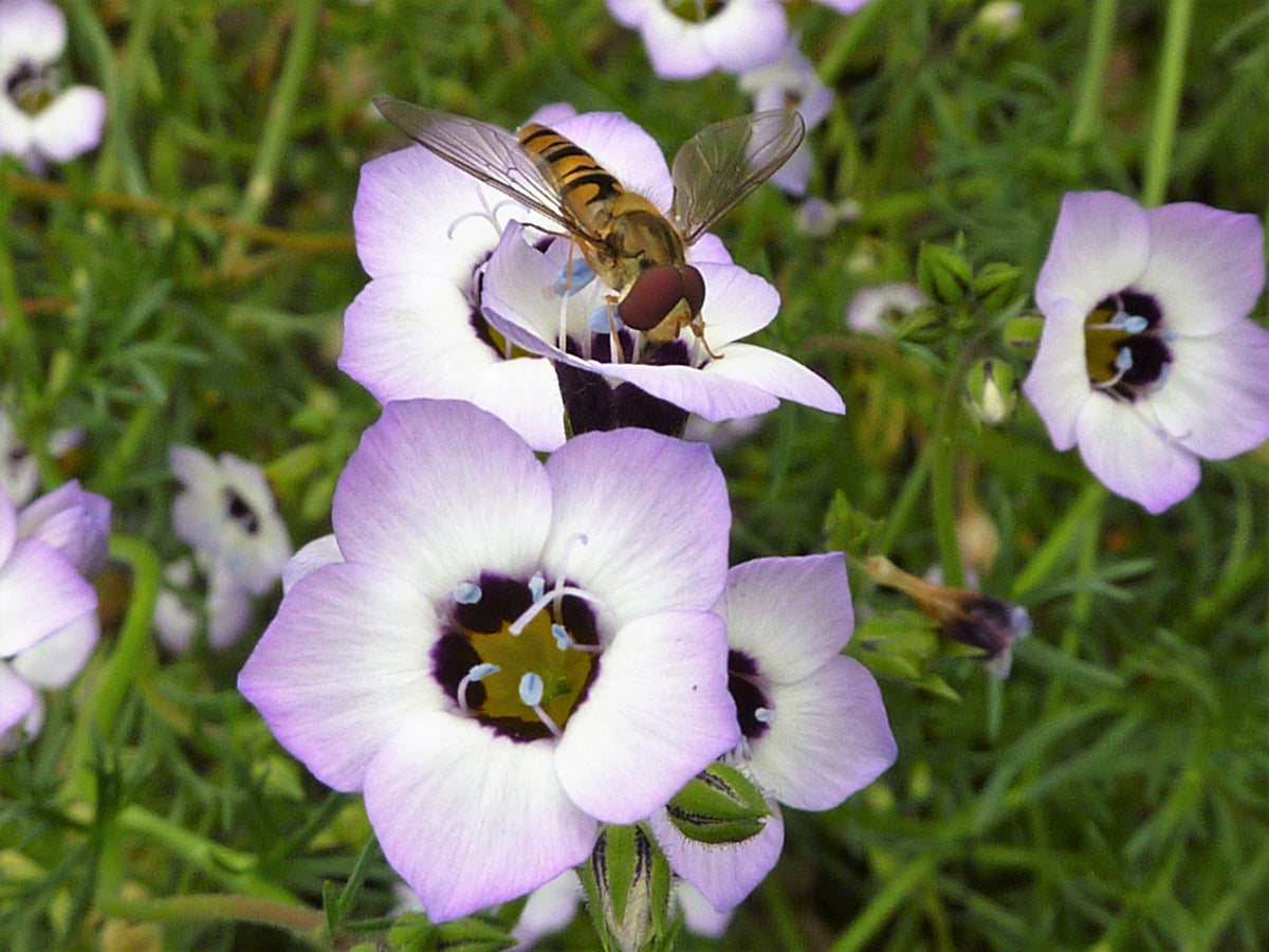 1000 semillas de flor de colibrí nativa fragante de lavanda blanca Gilia tricolor BIRDS EYES