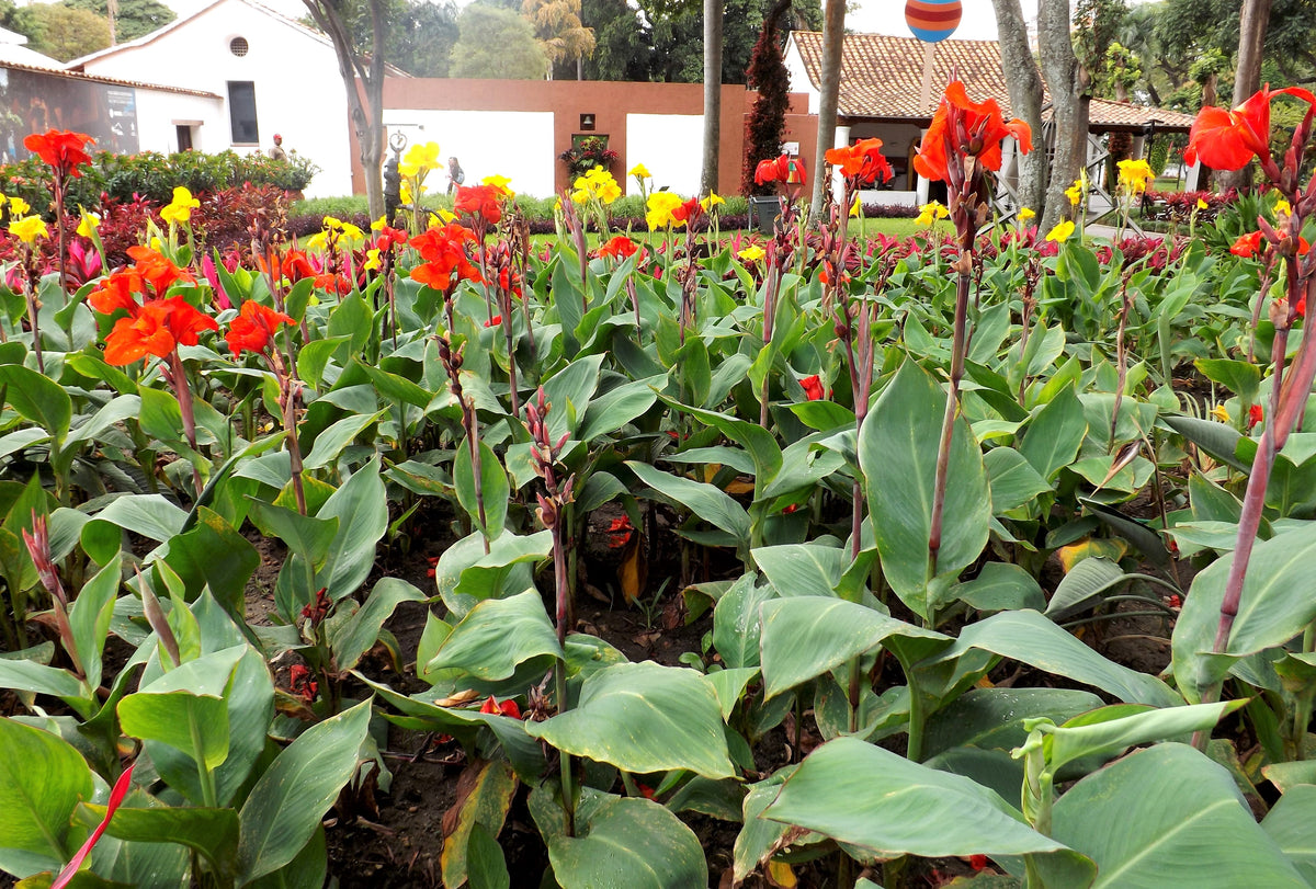 5 semillas de flores de colibrí rojo y amarillo de LIRIO CANNA MIXTO Generalis Mix Colors