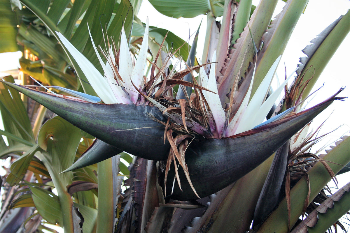 5 semillas de AVE DEL PARAÍSO GIGANTE, árbol Strelitzia Nicolai, plátano silvestre, grulla blanca, flor azul púrpura, planta de interior